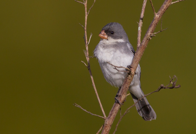 <i class='fa fa-user'></i> charlysax |   Witbuikdikbekje  <i class='fa fa-eye'> 185</i>  <i class='fa fa-thumbs-up'> 6</i>   <i class='fa fa-comment-o'> 5</i>