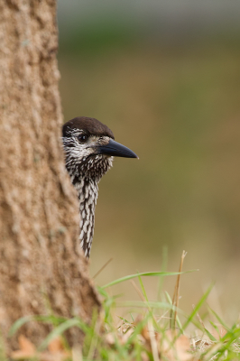 <i class='fa fa-user'></i> Almanbrother |   Notenkraker  <i class='fa fa-eye'> 456</i>  <i class='fa fa-thumbs-up'> 12</i>   <i class='fa fa-comment-o'> 7</i>