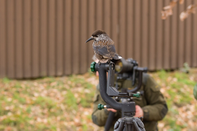 Een tweede foto van de Notenkraker. Met zoveel fotografen viel/valt het maken van een 'unieke' foto niet mee. Gelukkig ging hij op mijn statief zitten zodat ik toch nog een wat afwijkende plaat kon maken.