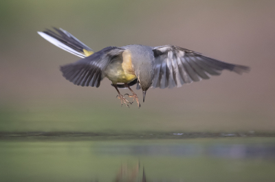 <i class='fa fa-user'></i> Arjan Troost |   Grote Gele Kwikstaart  <i class='fa fa-eye'> 412</i>  <i class='fa fa-thumbs-up'> 17</i>   <i class='fa fa-comment-o'> 10</i>