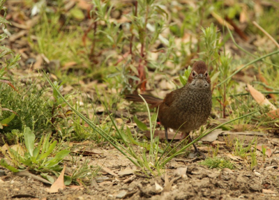 <i class='fa fa-user'></i> Eric van der Aa |   Rosse Borstelvogel  <i class='fa fa-eye'> 169</i>   <i class='fa fa-comment-o'> 2</i>