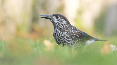 <i class='fa fa-user'></i> Gert-Jan Cromwijk |   Notenkraker  <i class='fa fa-eye'> 324</i>  <i class='fa fa-thumbs-up'> 5</i>   <i class='fa fa-comment-o'> 5</i>