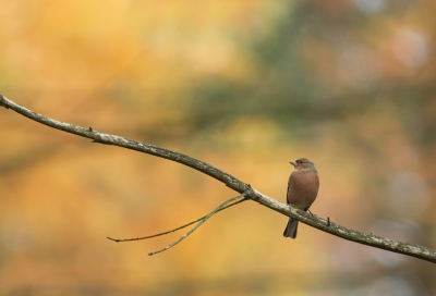 Gezocht naar mooie felle herfstkleuren op de achtergrond. Gelukkig wilde deze vink wel even poseren voor de opdracht.