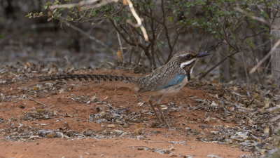 Tijdens een prachtige wandeling met mooi ochtendlicht door het Spiny Forest van Reniala hebben we verschillende mooie vogels gespot en gefotografeerd. Deze fraaie langstaartgrondscharrelaar komt alleen voor in een 30 tot 60 km brede kuststreek die ongeveer 200 km lang is in het westen van Madagaskar.