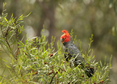 <i class='fa fa-user'></i> Eric van der Aa |   Helmkaketoe  <i class='fa fa-eye'> 185</i>   <i class='fa fa-comment-o'> 3</i>