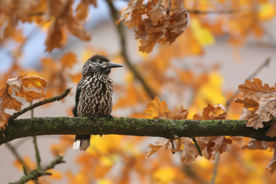 <i class='fa fa-user'></i> Frank Kremer |   Notenkraker  <i class='fa fa-eye'> 539</i>  <i class='fa fa-thumbs-up'> 26</i>   <i class='fa fa-comment-o'> 21</i>