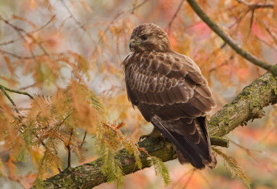 Ik heb deze MO vanuit een aantal totaal verschillende invalshoeken ingevuld. Ik had mijn foto voor de MO eigenlijk al gekozen, tot deze nog jonge Buizerd als cadeautje op mijn pad kwam.
Ik zag hem in het gras zitten, vrij dicht langs de weg. Hij liet zich goed fotograferen. Regelmatig vloog hij een dichtbij staande Larix in, die in prachtige herfstkleuren was, en daarna kwam hij weer terug naar de grond. Ik heb me hiermee een klein uurtje heerlijk vermaakt. 
Het was best lastig om hem zodanig op de foto te krijgen dat er geen storende takjes of naaldjes in de weg zaten, maar het is gelukt. De lichtomstandigheden waren niet optimaal, maar ik vind het een heel mooie herfstfoto geworden.