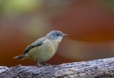 <i class='fa fa-user'></i> charlysax |   Zwartpootpitpit  <i class='fa fa-eye'> 155</i>  <i class='fa fa-thumbs-up'> 1</i>   <i class='fa fa-comment-o'> 1</i>