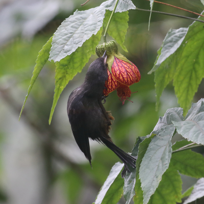 <i class='fa fa-user'></i> Henk Baptist |   Witflankberghoningkruiper  <i class='fa fa-eye'> 186</i>  <i class='fa fa-thumbs-up'> 2</i>   <i class='fa fa-comment-o'> 4</i>