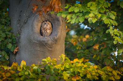 <i class='fa fa-user'></i> Hans Overduin |   Bosuil  <i class='fa fa-eye'> 876</i>  <i class='fa fa-thumbs-up'> 35</i>   <i class='fa fa-comment-o'> 22</i>