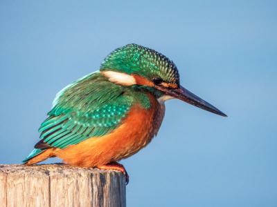 Vogel vloog heen en weer tussen paaltjes aan het water. Maar als hij (of zij) even zat, was het een genot om naar te kijken en te fotograferen.