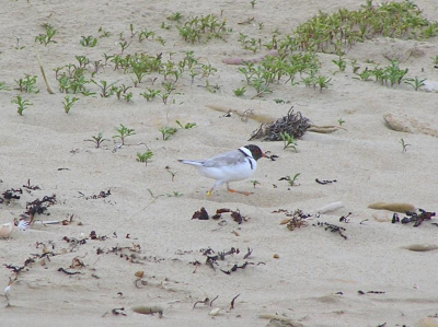 Mooi geringd exemplaar van een zeldzaam beestje! Deze waarneming is geverifieerd door de Bird Observers Club of Australia.