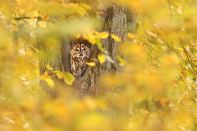 <i class='fa fa-user'></i> thijsglastra |   Bosuil  <i class='fa fa-eye'> 291</i>  <i class='fa fa-thumbs-up'> 10</i>   <i class='fa fa-comment-o'> 21</i>