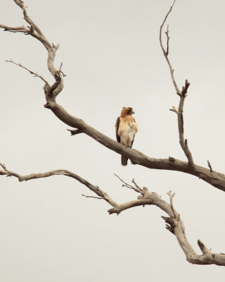 <i class='fa fa-user'></i> Eric van der Aa |   Australische Dwergarend  <i class='fa fa-eye'> 182</i>   <i class='fa fa-comment-o'> 1</i>