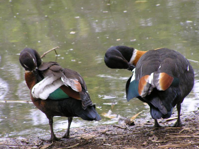 Deze foto stond als Spitskuifduif op BP, en js door het editor team op 22-12-12 aangepast i.v.m. de correcties van foutieve naamgeving op Birdpix.