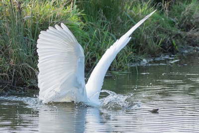 <i class='fa fa-user'></i> Wijnand van Buuren |   Grote Zilverreiger  <i class='fa fa-eye'> 288</i>  <i class='fa fa-thumbs-up'> 2</i>   <i class='fa fa-comment-o'> 7</i>