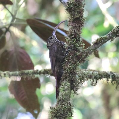 <i class='fa fa-user'></i> Henk Baptist |   Bruinsnavelmuisspecht  <i class='fa fa-eye'> 193</i>   <i class='fa fa-comment-o'> 7</i>