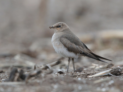 <i class='fa fa-user'></i> Arie Ouwerkerk |   Steppevorkstaartplevier  <i class='fa fa-eye'> 617</i>  <i class='fa fa-thumbs-up'> 10</i>   <i class='fa fa-comment-o'> 15</i>