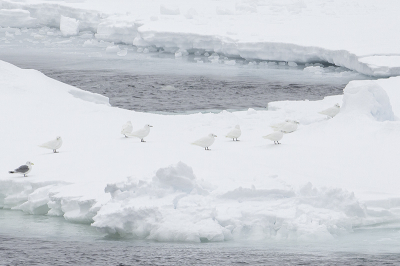 <i class='fa fa-user'></i> Rene Sluimer |   Ivoormeeuw  <i class='fa fa-eye'> 400</i>  <i class='fa fa-thumbs-up'> 8</i>   <i class='fa fa-comment-o'> 11</i>