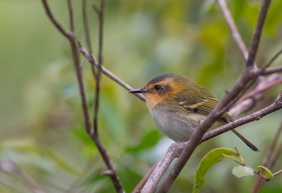 <i class='fa fa-user'></i> charlysax |   Bruinkeelschoffelsnavel  <i class='fa fa-eye'> 230</i>  <i class='fa fa-thumbs-up'> 4</i>   <i class='fa fa-comment-o'> 9</i>