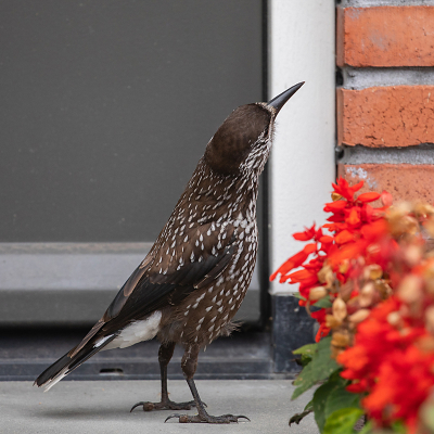 <i class='fa fa-user'></i> Annie Keizer |   Notenkraker  <i class='fa fa-eye'> 361</i>  <i class='fa fa-thumbs-up'> 9</i>   <i class='fa fa-comment-o'> 14</i>