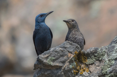 <i class='fa fa-user'></i> loek van de Leur |   Blauwe Rotslijster  <i class='fa fa-eye'> 335</i>  <i class='fa fa-thumbs-up'> 7</i>   <i class='fa fa-comment-o'> 11</i>