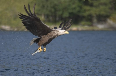 Gemaakt met canon 10d en 100 - 400 lens.