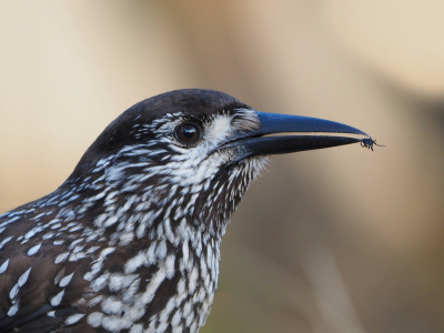 <i class='fa fa-user'></i> corvanspijk |   Notenkraker  <i class='fa fa-eye'> 476</i>  <i class='fa fa-thumbs-up'> 12</i>   <i class='fa fa-comment-o'> 14</i>