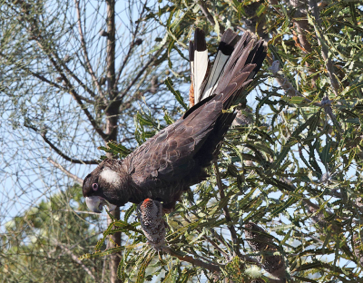 <i class='fa fa-user'></i> Theo Hendriks |   Kortsnavelraafkaketoe  <i class='fa fa-eye'> 192</i>  <i class='fa fa-thumbs-up'> 1</i>   <i class='fa fa-comment-o'> 2</i>