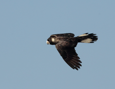 <i class='fa fa-user'></i> Theo Hendriks |   Kortsnavelraafkaketoe  <i class='fa fa-eye'> 194</i>   <i class='fa fa-comment-o'> 1</i>