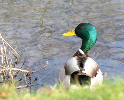 Zo het is geen bijzonder vogel .Maar het was ook maar om mijn nieuwe PanasonicFZ30 te testen.
420mm F/5.0 iso 100 1/100 van af eenpootstatief en O.I.S aan
iets gecropt verder niet bewerkt. in jpg genomen