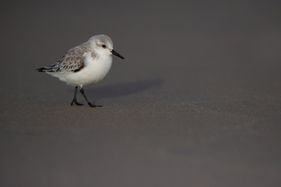 <i class='fa fa-user'></i> Hans Overduin |   Drieteenstrandloper  <i class='fa fa-eye'> 280</i>  <i class='fa fa-thumbs-up'> 9</i>   <i class='fa fa-comment-o'> 9</i>