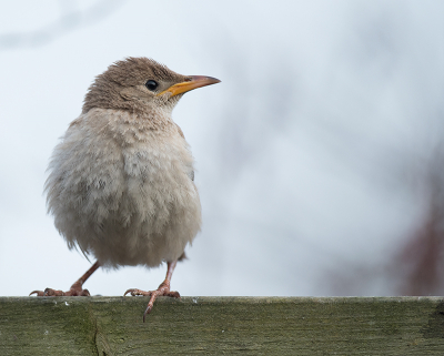 <i class='fa fa-user'></i> Wilfried Solarz |   Roze Spreeuw  <i class='fa fa-eye'> 228</i>  <i class='fa fa-thumbs-up'> 6</i>   <i class='fa fa-comment-o'> 8</i>