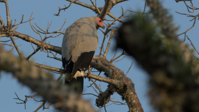 Tijdens een prachtige wandeling door het Spiny Forest van Reniala hebben we verschillende fraaie vogels gespot. Dit is het vrouwtje van de holenkiekendief, er volgen nog twee foto's van dit bijzondere moment....