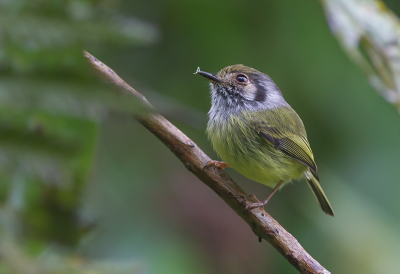 <i class='fa fa-user'></i> charlysax |   Oorvlekdwergtiran  <i class='fa fa-eye'> 159</i>  <i class='fa fa-thumbs-up'> 3</i>   <i class='fa fa-comment-o'> 8</i>