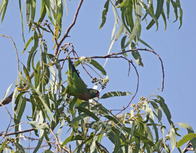 <i class='fa fa-user'></i> Theo Hendriks |   Veelkleurige Lori  <i class='fa fa-eye'> 152</i>   <i class='fa fa-comment-o'> 1</i>