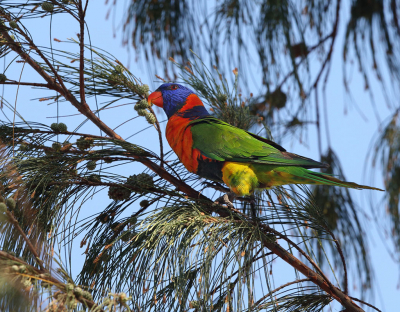 <i class='fa fa-user'></i> Theo Hendriks |   Roodhalsregenbooglori  <i class='fa fa-eye'> 176</i>   <i class='fa fa-comment-o'> 2</i>