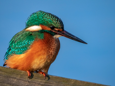 Wederom een foto van de ijsvogel op Texel. Een genot om naar te kijken.