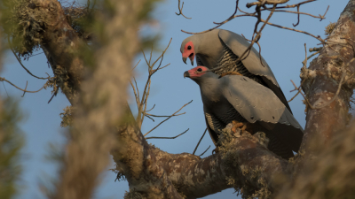 Tijdens een prachtige wandeling door het Spiny Forest van Reniala hebben we verschillende fraaie vogels gespot. Dit is de tweede foto van de holenkiekendief. Nadat een betere positie was gekozen om het vrouwtje vanuit een andere hoek te fotograferen zagen we een tweede holenkiekendief, een mannetje. Binnen de kortste keren wordt er aan de volgende generatie gewerkt...zeer bijzonder om mee te mogen meemaken en te fotograferen.