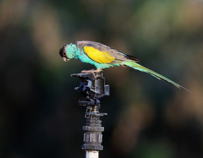 <i class='fa fa-user'></i> Theo Hendriks |   Kapparkiet  <i class='fa fa-eye'> 186</i>   <i class='fa fa-comment-o'> 8</i>