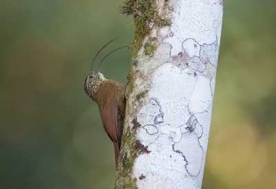 <i class='fa fa-user'></i> charlysax |   Geelstaartsikkelsnavel  <i class='fa fa-eye'> 251</i>  <i class='fa fa-thumbs-up'> 7</i>   <i class='fa fa-comment-o'> 12</i>