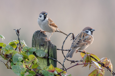 <i class='fa fa-user'></i> FransvanBoxtel |   Ringmus  <i class='fa fa-eye'> 327</i>  <i class='fa fa-thumbs-up'> 19</i>   <i class='fa fa-comment-o'> 12</i>