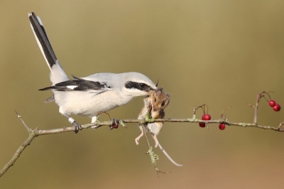 <i class='fa fa-user'></i> thijsglastra |   Klapekster  <i class='fa fa-eye'> 924</i>  <i class='fa fa-thumbs-up'> 43</i>   <i class='fa fa-comment-o'> 31</i>