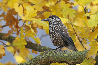 <i class='fa fa-user'></i> Gejo Wassink |   Notenkraker  <i class='fa fa-eye'> 369</i>  <i class='fa fa-thumbs-up'> 11</i>   <i class='fa fa-comment-o'> 13</i>