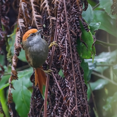 <i class='fa fa-user'></i> charlysax |   Roodkapstekelstaart  <i class='fa fa-eye'> 198</i>  <i class='fa fa-thumbs-up'> 2</i>   <i class='fa fa-comment-o'> 6</i>