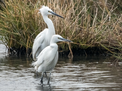 Twee kleine zilverreigers op een zeer koude en nog grijzere dag.