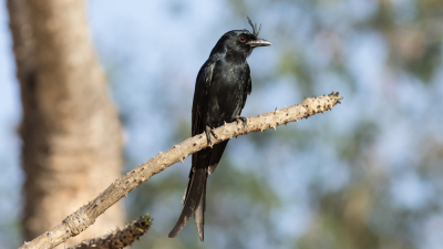 De kuifdrongo meerdere keren gezien in Kirindy Forest. Op dit takje ging deze er even mooi voor zitten.