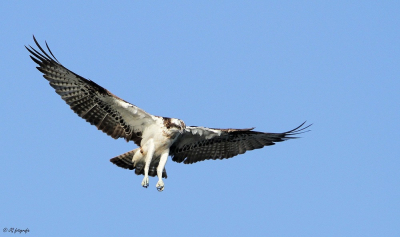 Visarend een regelmatige bezoeker van de APL polder, daarom ook vroeg richting Strijen-Sas 06.00 uur gegaan en hopen dat hij zich zou laten zien. Foto is uit de hand genomen met de EOS 7D samen met de Tamron 150-600mm