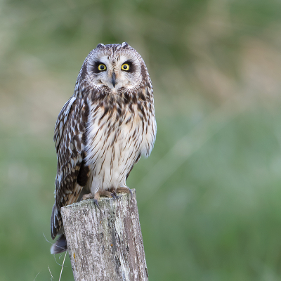 <i class='fa fa-user'></i> Alfred Berkhof |   Velduil  <i class='fa fa-eye'> 543</i>  <i class='fa fa-thumbs-up'> 18</i>   <i class='fa fa-comment-o'> 18</i>