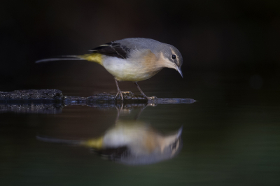 <i class='fa fa-user'></i> Arjan Troost |   Grote Gele Kwikstaart  <i class='fa fa-eye'> 480</i>  <i class='fa fa-thumbs-up'> 28</i>   <i class='fa fa-comment-o'> 20</i>